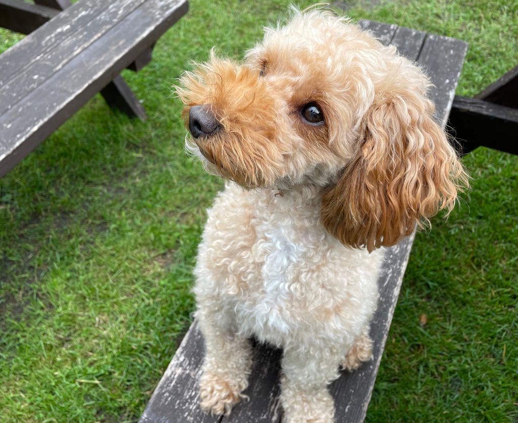 Dog Friendly Pubs